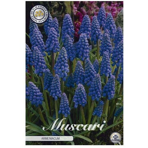  Cvjetne lukovice Muscari Armeniacum (Plava, Botanički opis: Muscari) Slike