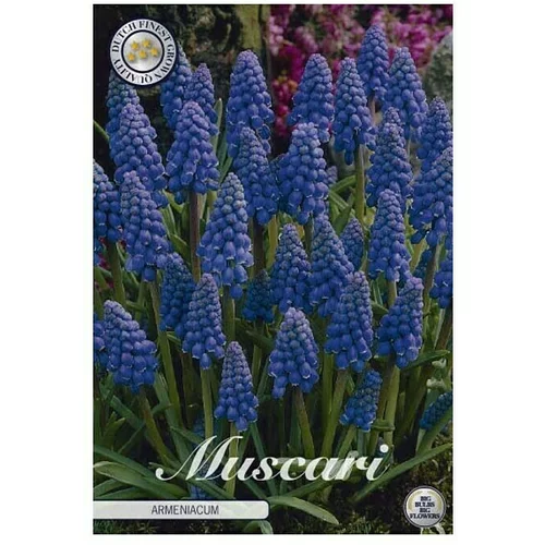  Cvjetne lukovice Muscari Armeniacum (Plava, Botanički opis: Muscari)