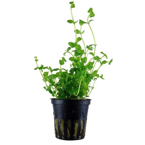 Rainforest Bacopa australis Cene