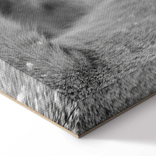 Slika - Lion\&amp;#039;s Love 90x60 Akustična Slike