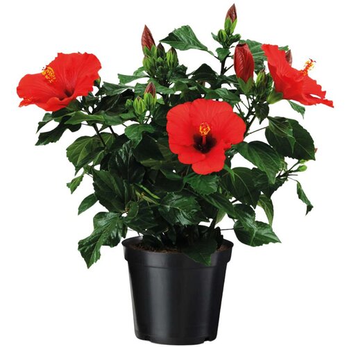 Plant in a Box Kitajski hibisk - Hibiscus rosa-sinensis - Višina 40-50cm - ø17cm, (22058364) Cene