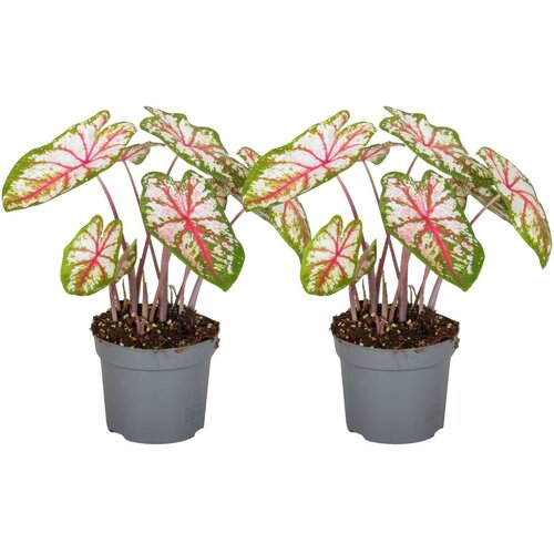 Plant in a Box kaladij - 2 kosi - caladium 'tapestry' - višina 25-35cm - ⌀13cm, (21814279) Cene