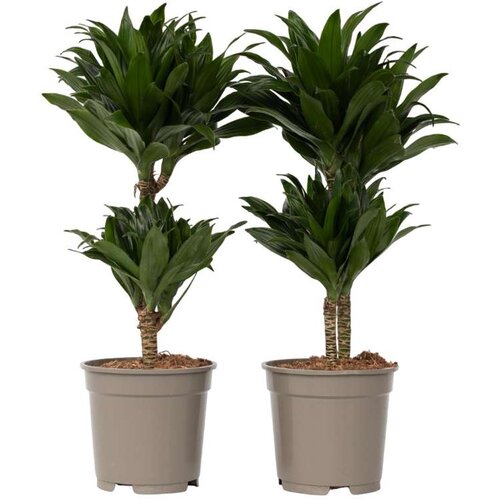 Plant in a Box dracena - 2 kos - dracaena surculosa - višina 50-65cm - ⌀17cm, (21757962) Cene