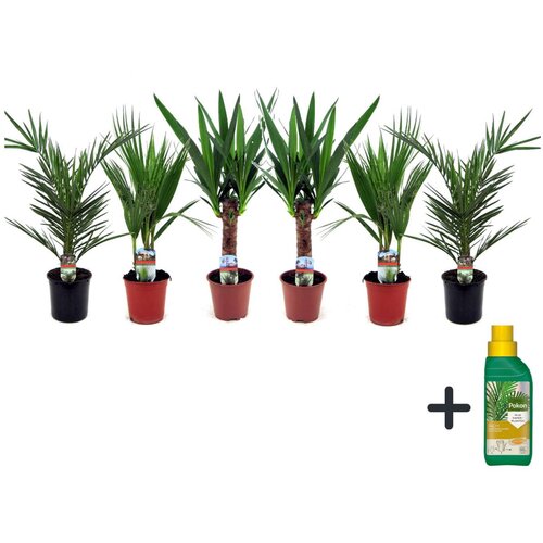 Plant in a Box notranja mešanica palm - 6 kos - indoor palmmix - pokon - višina 50-70cm - ⌀14cm, (21758098) Cene