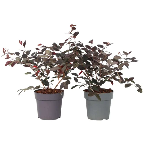 Plant in a Box Kitajski Loropetalum - 2 kos - Loropetalum 'Fire Dance' - Višina 30-40cm - ⌀15cm, (21757285)