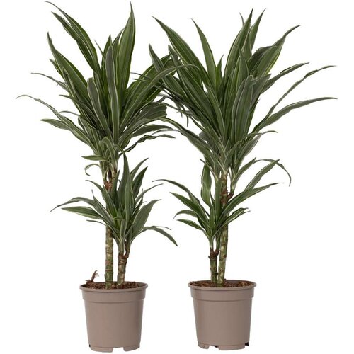 Plant in a Box dracena - 2 kos - dracaena deremensis 'warneckei' - višina 60-70cm - ⌀17cm, (21758238) Cene
