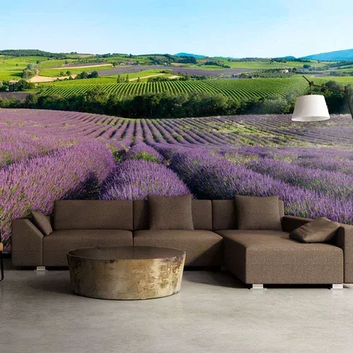  tapeta - Lavender fields 350x270