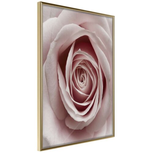  Poster - Rosebud 40x60 Slike