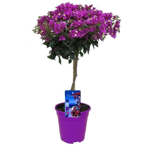 Plant in a Box Bugenvilija - Bougainvillea 'Alexandra' - Višina 50-60cm - ⌀17cm, (21778566) Cene