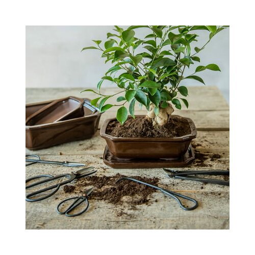  Bonsai lonček pravokoten - L Cene