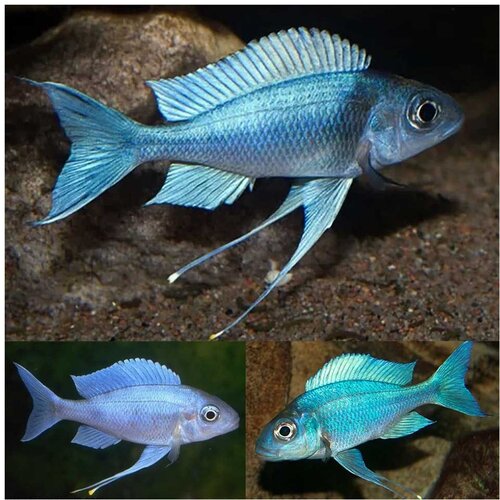 Akvarijum Centar Ophthalmotilapia ventralis Cene