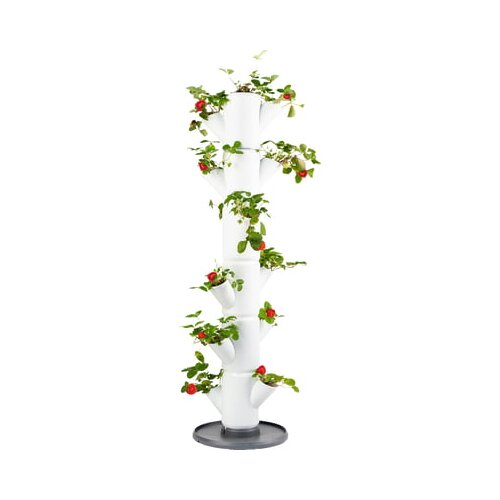 Gusta Garden jagoda - Sissi Strawberry Classic - Bela Cene