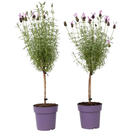 Plant in a Box lavendin - 2 kos - lavandula stoechas 'anouk' - višina 45-55cm - ⌀15cm, (21757447) Cene