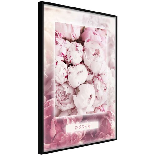  Poster - Scent of Peonies 40x60 Slike
