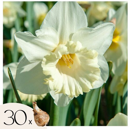 Plant in a Box Čebulice narcis - 30 kos - Narcissus 'Mount Hood' - Cvetne čebulice - Pamet, (21755611) Cene