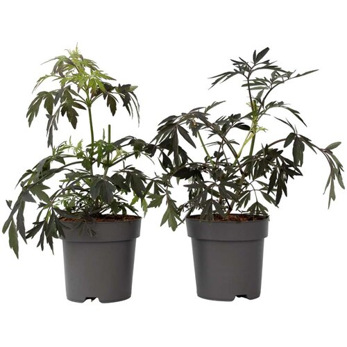 Plant in a Box črni bezeg - 2 kos - sambucus nigra 'black lace' - višina 25-40cm - ⌀17cm, (21757739) Cene