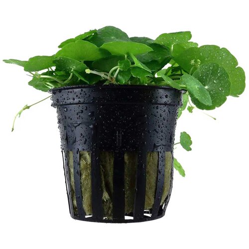 Rainforest Hydrocotyle verticillata Cene