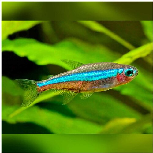 Akvarijum Centar Paracheirodon simulans - Simulans neonka Cene