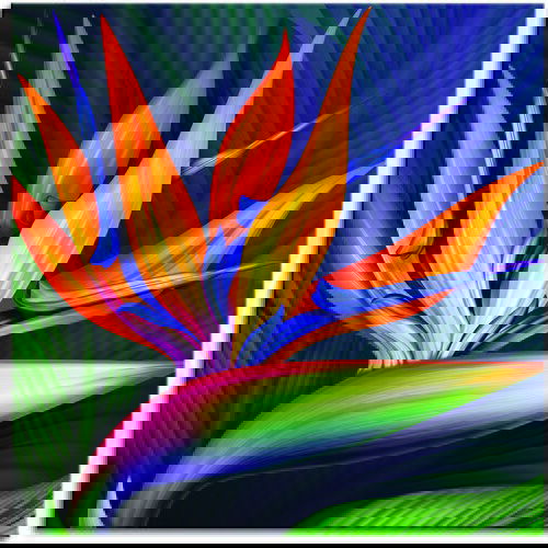 Pintdecor Zidni ukras Strelitzia Slike