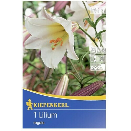 KIEPENKERL Lukovice ljetnog cvijeća (Lilium, 1 Kom.) Cijene
