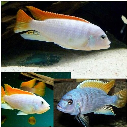 Akvarijum Centar greshakei ice blue cichlids Cene