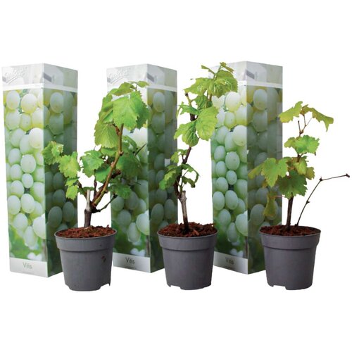 Plant in a Box vinska trta - 3 kos - vitis vinifera 'chardonnay' - višina 25-40cm - ⌀9cm, (21757622) Cene
