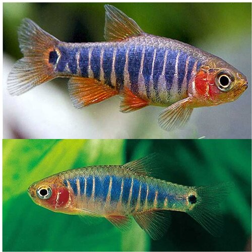 Akvarijum Centar Microrasbora erythromicron Cene