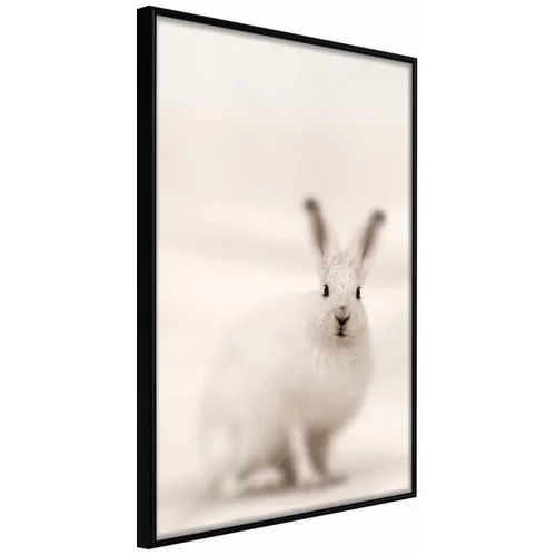  Poster - Curious Rabbit 30x45