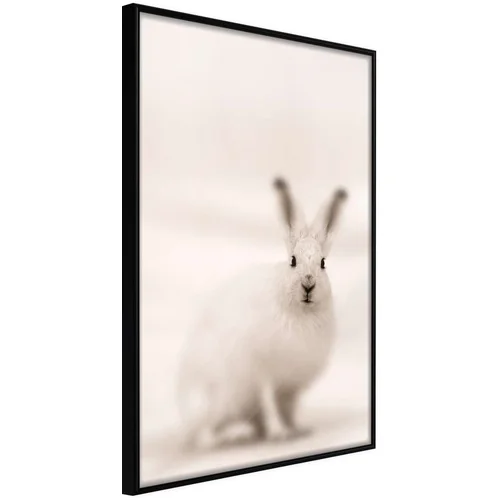  Poster - Curious Rabbit 30x45