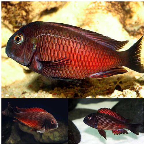 Akvarijum Centar Moliro red tropheus Cene