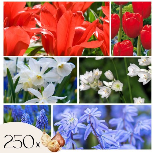 Plant in a Box Žarnice iz Nizozemske NJ - 250 kos - Tulipa Narcissus Scilla Allium Muscari, (21755589) Cene
