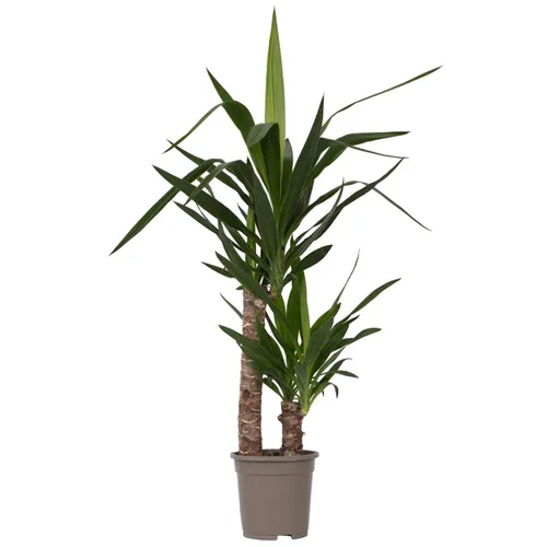 Plant in a Box Prstasta juka - Yucca elephantipes - Višina 70-80cm - ⌀17cm, (21757922)