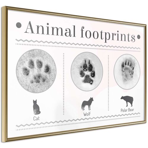  Poster - How to Recognize an Animal 30x20 Cene