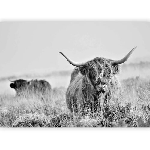  Foto tapeta - Highland Cattle 100x70 Vodootporna Slike