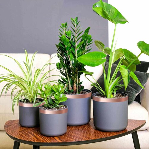  Bakarna traka za zaštitu od puževa 6 pcs Bakar 30 mm x 20 m Cene