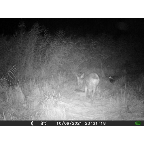 OXE Lovska kamera Gepard II, zunanja baterija in napajalni kabel + 32GB kartica SD in 4 baterije! Slike