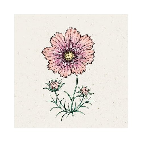  Kozmeja "Apricotta" Cosmos Bipinnatus Cene