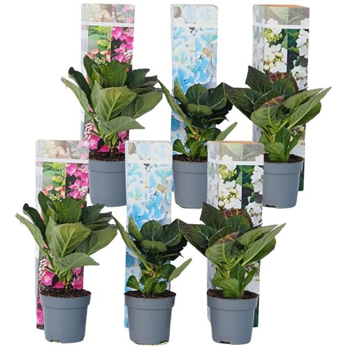 Plant in a Box hortenzija - 6 kos - hydrangea macrophylla - vi&amp;scaron;ina 25-40cm - ⌀9cm, (21757720) Slike