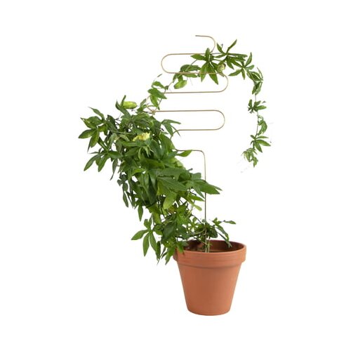 Botanopia Podpora za rastline - Squiggle Slike