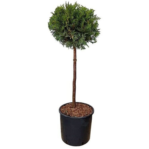  Thuja occidentalis Brabant Kugla (Thuja occidentalis "Brabant", Trenutna visina rasta: 120 cm) Cijene