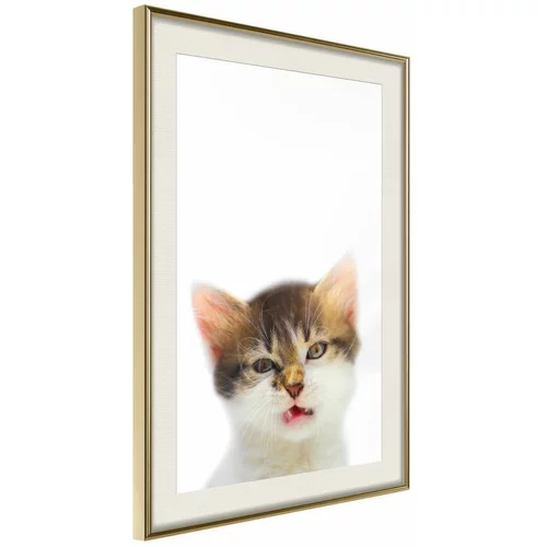  Poster - Funny Kitten 20x30