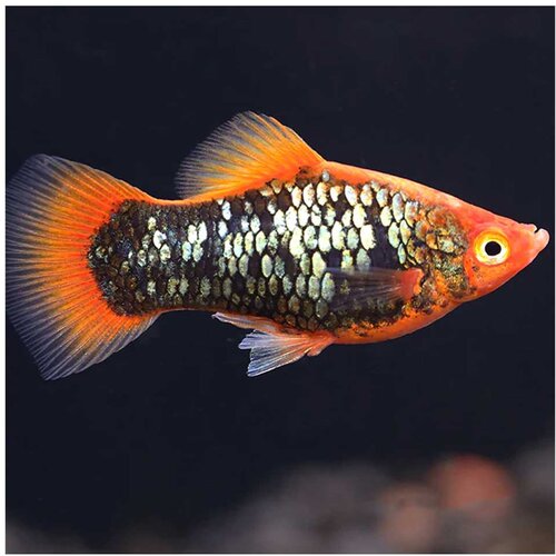 Akvarijum Centar Xiphophorus maculatus var. - Plati red tuxedo Cene