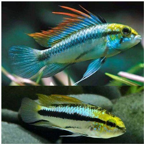 Akvarijum Centar Apistogramma trifasciata Slike