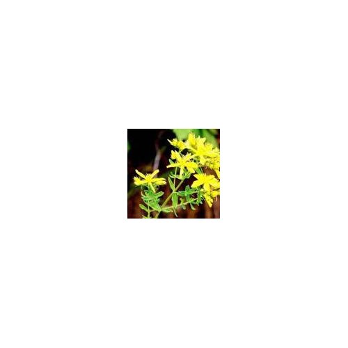 INSTITUT DR JOSIF PANČIĆ Institut Josif Pančić Čaj kantarion herba, 80g Cene