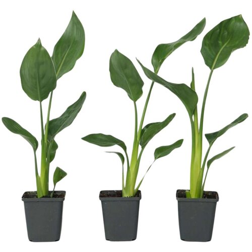 Plant in a Box Kraljevska strelicija - 3 kos - Strelitzia reginea - Višina 25-40cm - ⌀9cm, (21757965) Cene