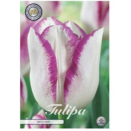  cvjetne lukovice Tulipan Triumph Mata Hari (Bijela, Botanički opis: Tulipa)