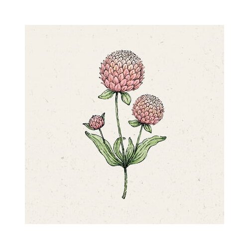  Oblocvetna gomfrena "Salmon Pastel" Cene