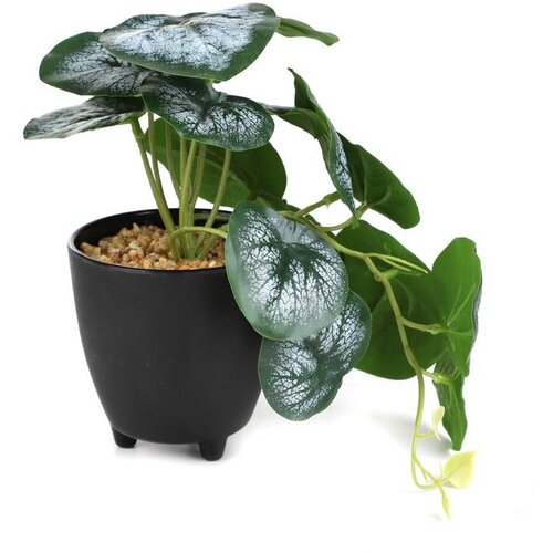  Cvet u saksiji SEMELA 20cm - Dark green/White - HML Cene