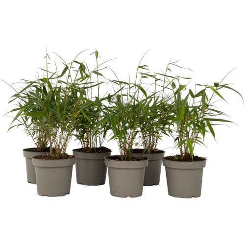 Plant in a Box bambus - 6 kos - fargesia scabrida &amp;#039;asian wonder&amp;#039; - vi&amp;scaron;ina 25-40cm - ⌀13cm, (21757393) Slike
