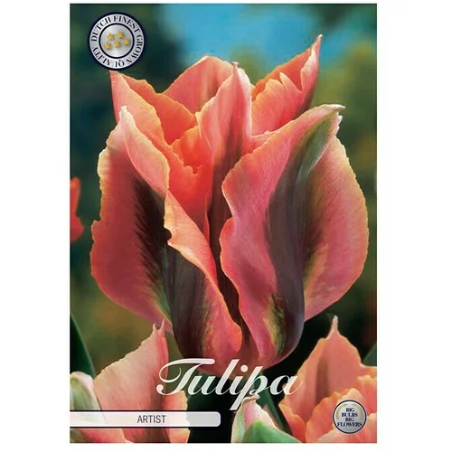  Cvjetne lukovice Tulipan Virdiflora Artist (Narančasta, Botanički opis: Tulipa)